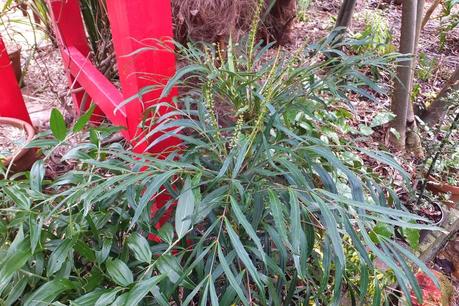 Winter Colour, Winter Interest