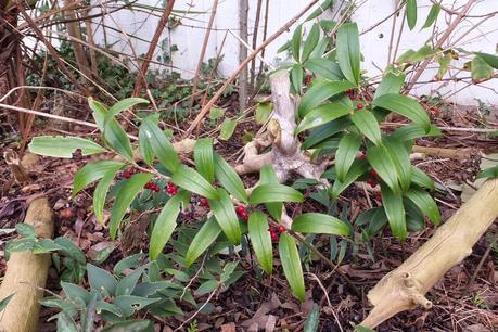 Winter Colour, Winter Interest