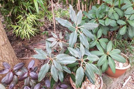 Winter Colour, Winter Interest