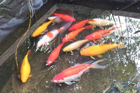 Winter Colour, Winter Interest