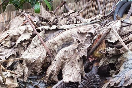 Winter Colour, Winter Interest