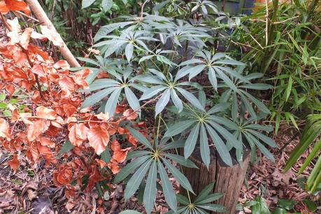 Winter Colour, Winter Interest