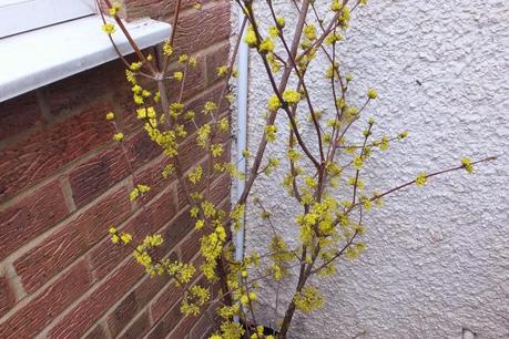 Winter Colour, Winter Interest