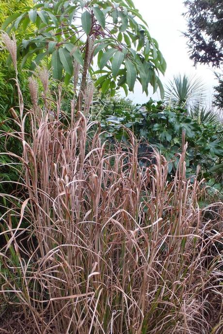 Winter Colour, Winter Interest