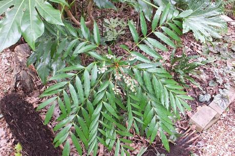 Winter Colour, Winter Interest