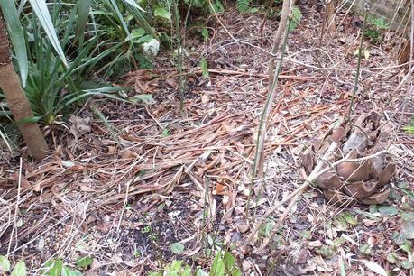 Winter Colour, Winter Interest