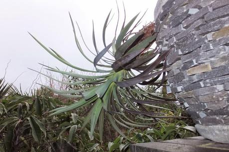 Winter Colour, Winter Interest