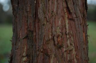 Juniperus excelsa 'Stricta' Bark (30/12/14, Kew Gardens, London)