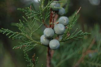 Juniperus excelsa 'Stricta' Berry (30/12/14, Kew Gardens, London)