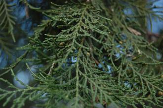 Juniperus excelsa 'Stricta' Leaf (30/12/14, Kew gardens, London)