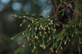 Juniperus excelsa 'Stricta' Pollen Cones (30/12/14, Kew gardens, London)