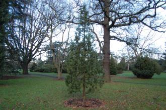 Juniperus excelsa 'Stricta' (30/12/14, Kew gardens, London)
