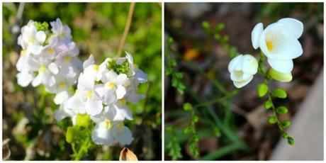 white flowers