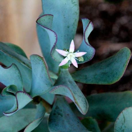 succulent flower