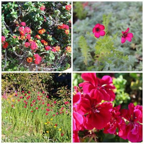 red flowers