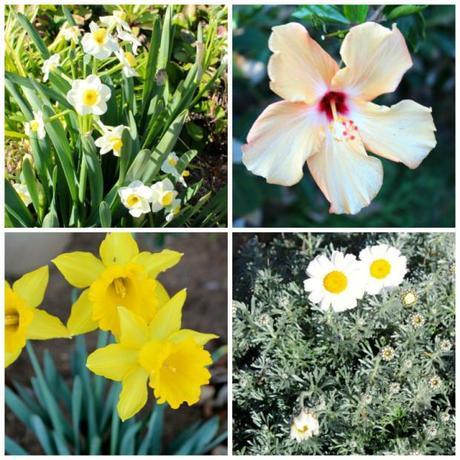 yellow flowers