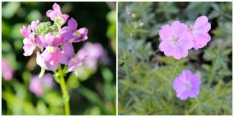 purple flowers