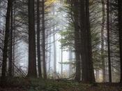 Magic Forest: Elder Tale
