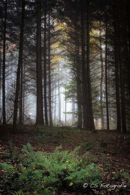 The Magic Forest: An Elder Tale