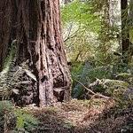 The Magic Forest: An Elder Tale