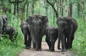 attractions of wayanad