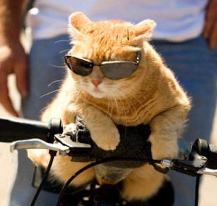 Top 10 Pictures of Cats on Bicycles