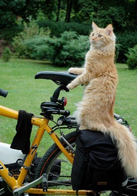 Top 10 Pictures of Cats on Bicycles