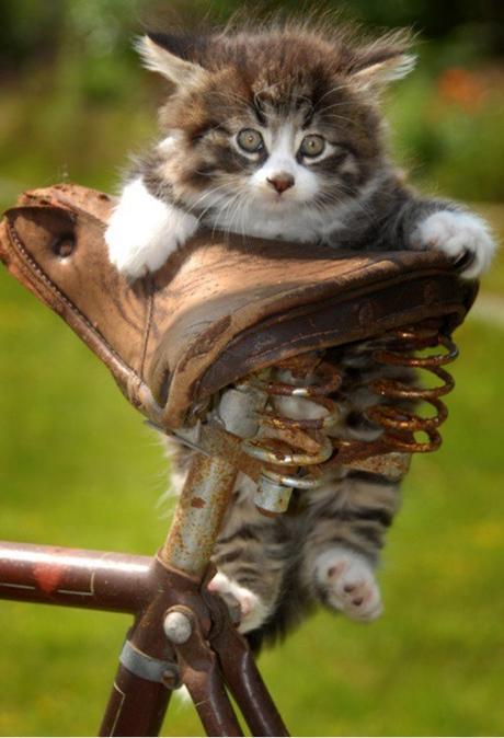 Top 10 Pictures of Cats on Bicycles