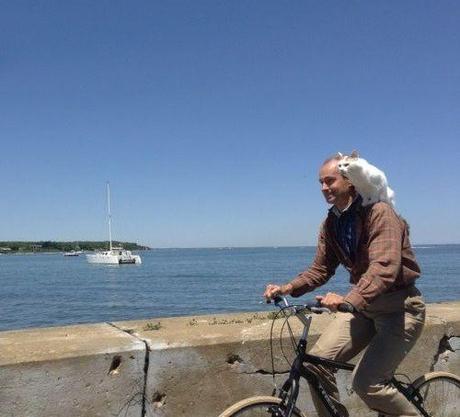 Top 10 Pictures of Cats on Bicycles