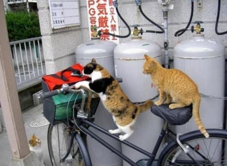 Top 10 Pictures of Cats on Bicycles