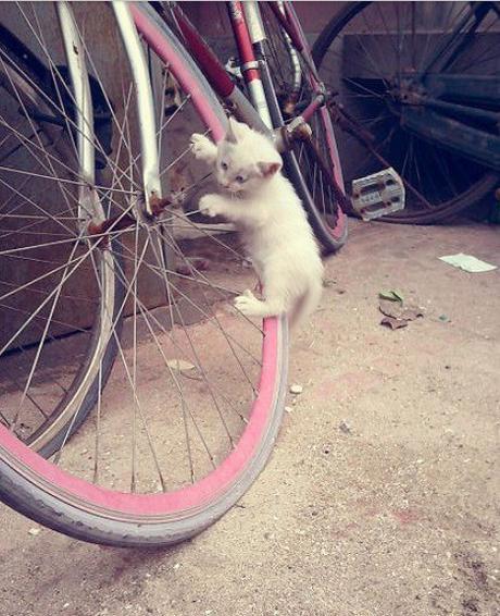 Top 10 Pictures of Cats on Bicycles