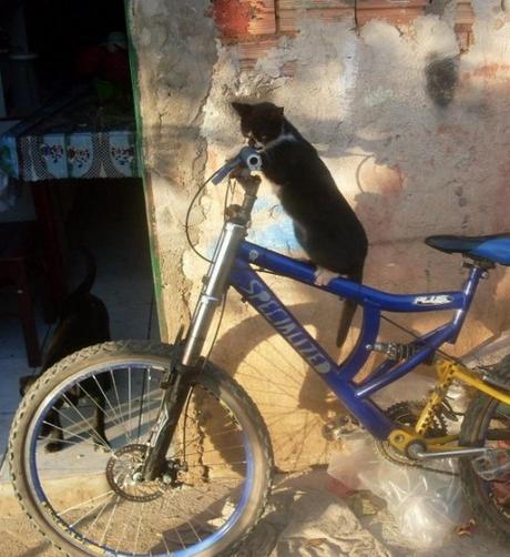 Top 10 Pictures of Cats on Bicycles