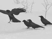 Four Crows Glance,