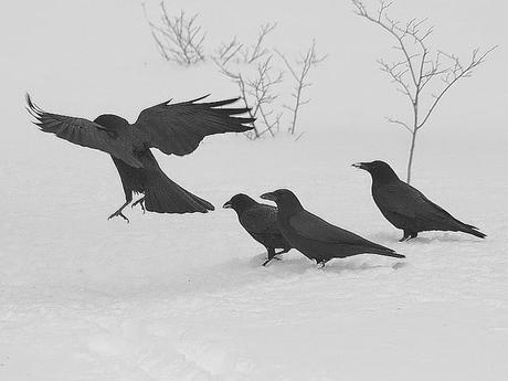 Four Crows - A Glance, A Nod