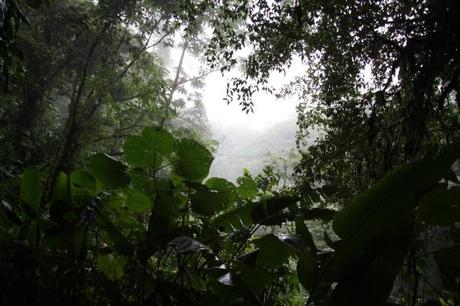 Cloud_Forest_at_Monteverde