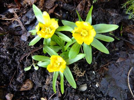 Eranthis hyemalis Grunling