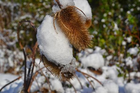 A snowy Spring