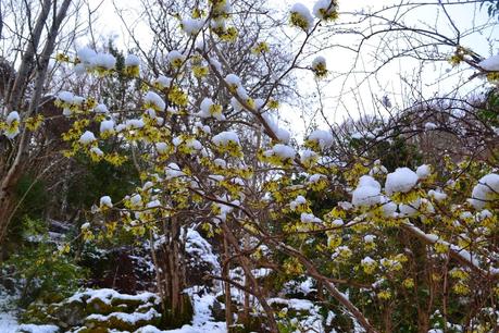 A snowy Spring