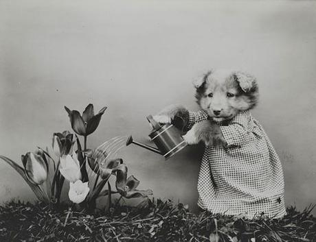 Cutest Pet Portraits Of The Past Century, Will Make Your Day