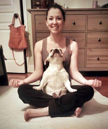 Adorable Animals Turned Into Yoga Gurus!
