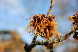 Hamamelis mollis Flower (08/02/2015, Kew Gardens, London)