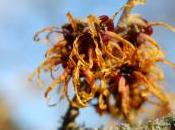 Hamamelis Mollis