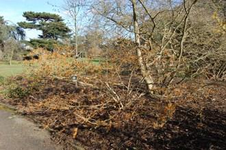 Hamamelis mollis (08/02/2015, Kew Gardens, London)