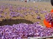 Saffron Kashmir