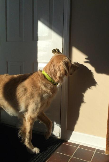 A Dog Meets His Shadow