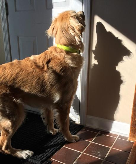 A Dog Meets His Shadow