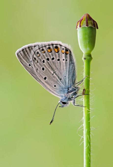 Polyommatus amandus, Azuré de la jarosse