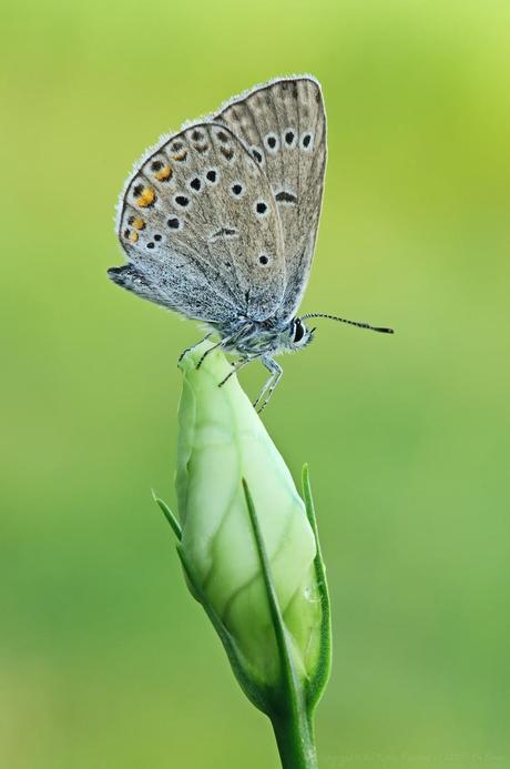 Polyommatus amandus, Azuré de la jarosse