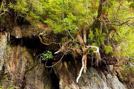 NEW ZEALAND's FIORDLAND: Part 3, Cruise on Milford Sound, Guest Post by Owen Floody