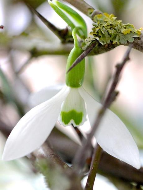 Hellebores-Snowdrops-and-Hawthorn